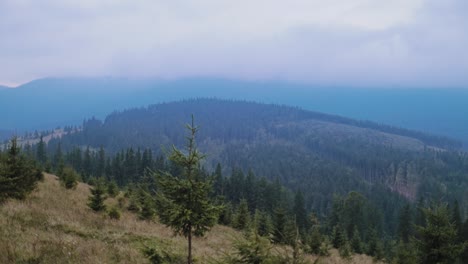 beautiful view on mountains at sunrise. spruce forest on the top of mountains in summer in fog in the morning. nature in summer.