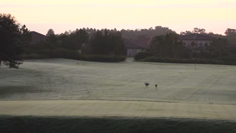 sandhill crane pareja en un campo de golf haciendo un baile de apareamiento