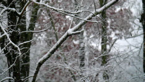 Schöne-Schneeflocken-Fallen-In-Zeitlupe-Zart-In-Den-Wald