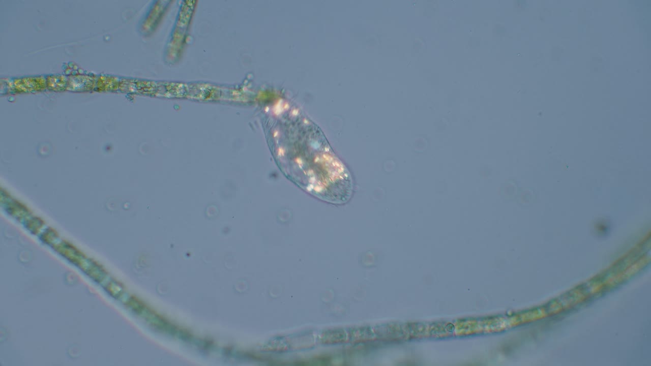 Paramecium in polarized light, shiny organelles are visible