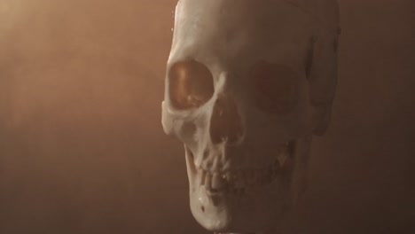 Video-of-close-up-of-halloween-skull-and-skeleton-and-copy-space-on-brown-background