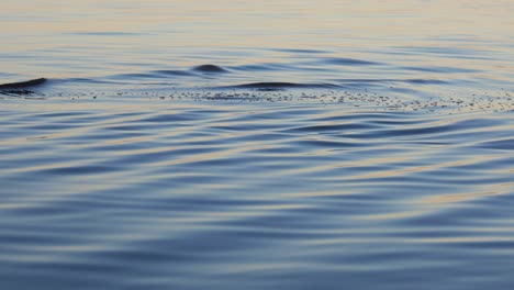 Zen-Concept---Calm-Ripples-on-Water-Surface