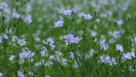 a field of blue flax crop in worcestershire, england