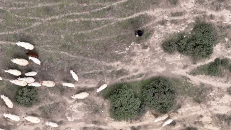 Top-Down-View-Of-Shepherd-With-His-Sheep-In-The-Grass-Field-In-Georgia---drone-shot