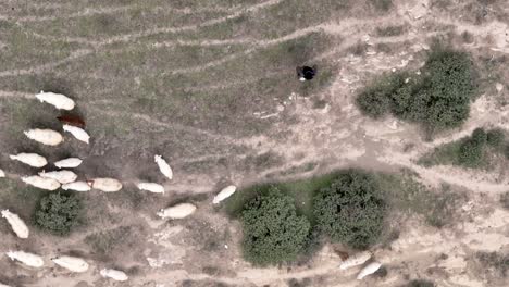 top down view of shepherd with his sheep in the grass field in georgia - drone shot
