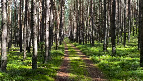 walking trail surrounded by tall trees deep in the forest in summer