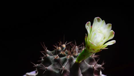 cactus flower life cycle. rendered with copy space for your text. this type of cactus flower blooms once a year for 24 hours. shot in a studio with a black background