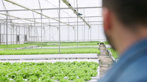 agricultura, vivero y hombre con invernadero