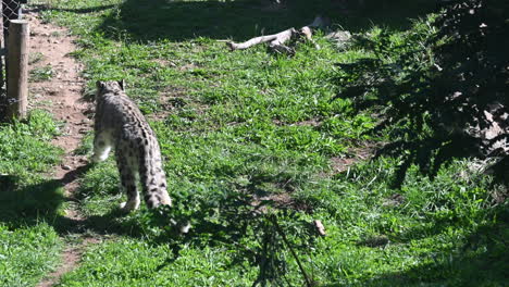 a jaguar walks on a grassy field below a tree in a zoo