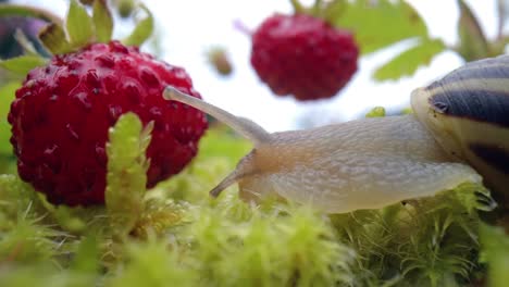 snail close-up, looking at the red strawberries