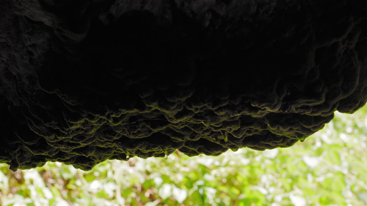 Water Drips Slowly Down a Moss Covered Rock in a Shaded Forest Setting