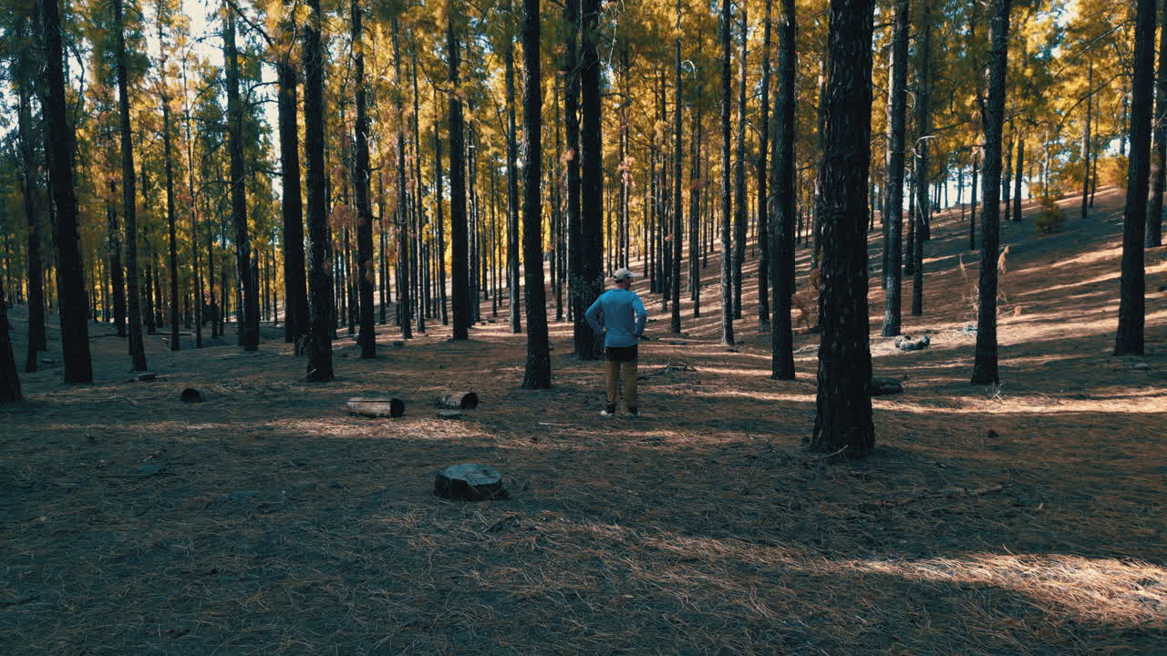 Tourist walking through regenerating Canary Island pine forest, revealing natural resilience and environmental rebirth after wildfire in Gran Canaria landscape