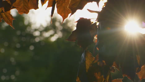 the sun shines brilliantly through the trees of a red maple on a breezy, summer evening