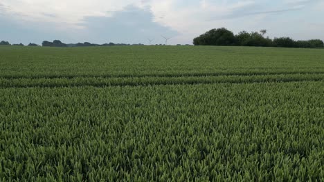 Early-morning-fight-over-German-green-field