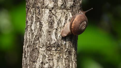 snail walking in tree branch