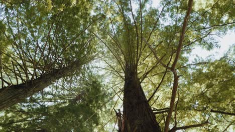 Mirando-Hacia-Las-Grandes-Secuoyas-En-Un-Denso-Bosque-En-Verano