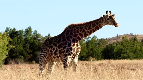 stunning pattern on coat of african giraffe feeding head down among tall grass