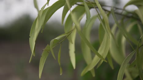 Close-up-bokeh-shot-of-a-branch-with-green-leaves-blowing-in-the-strong-winds