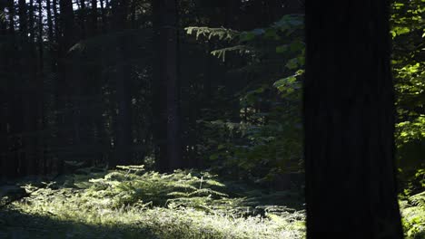 Hintergrundbeleuchtete-Fliegende-Insekten,-Die-In-Einer-Sonnenbeschienenen-Waldlichtung-Tanzen---Hochsommer