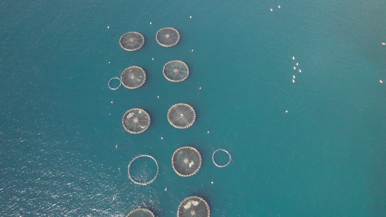 Metraje de dron en semi órbita sobrevolando jaulas de acuicultura marina en mar abierto con agua azul clara y costa escarpada