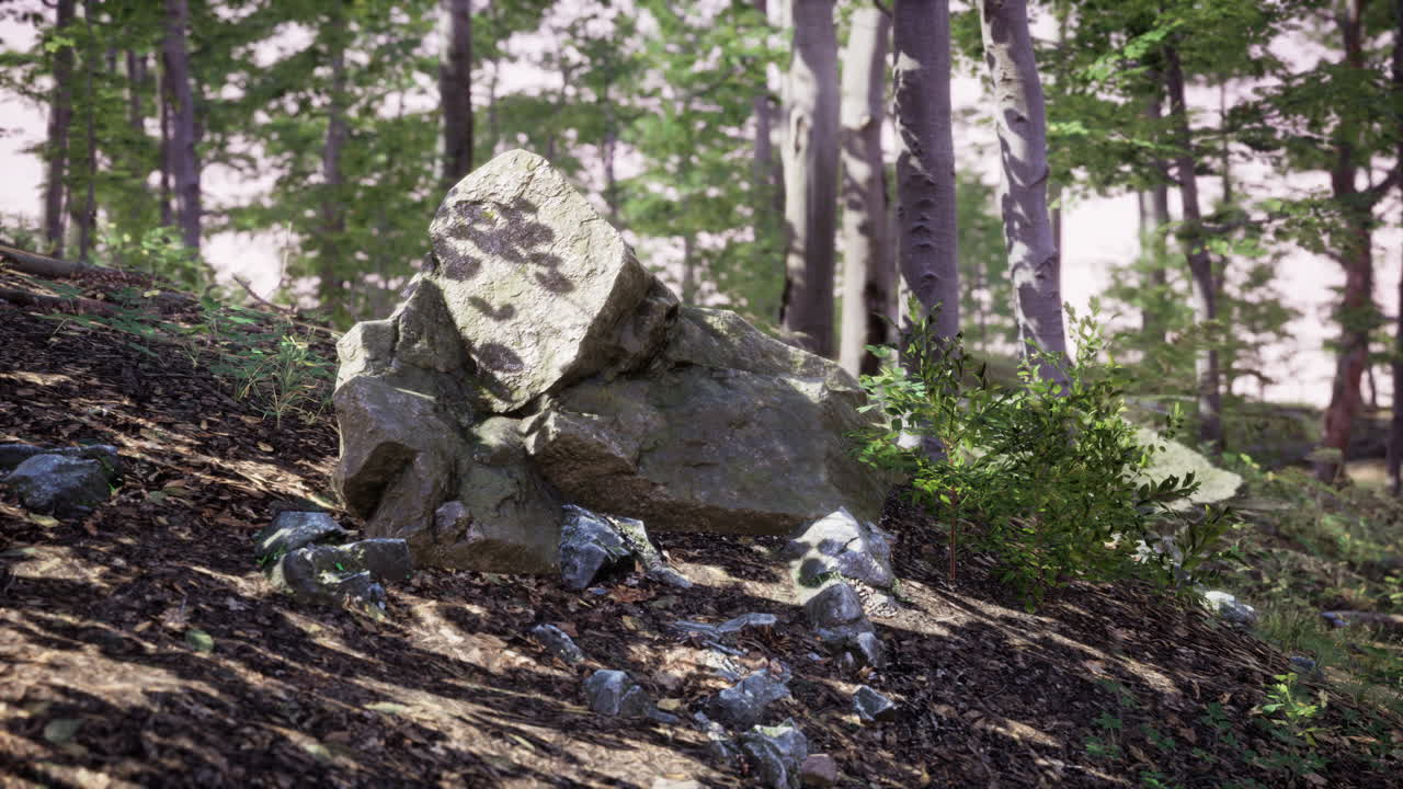 태양 광선은 두꺼운 나무 가지를 통해 밀집한 녹색 숲에서