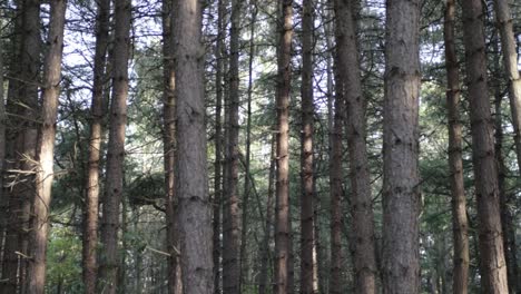 pine tree forest canopy wide panning shot