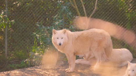 arctic wolf in captivity