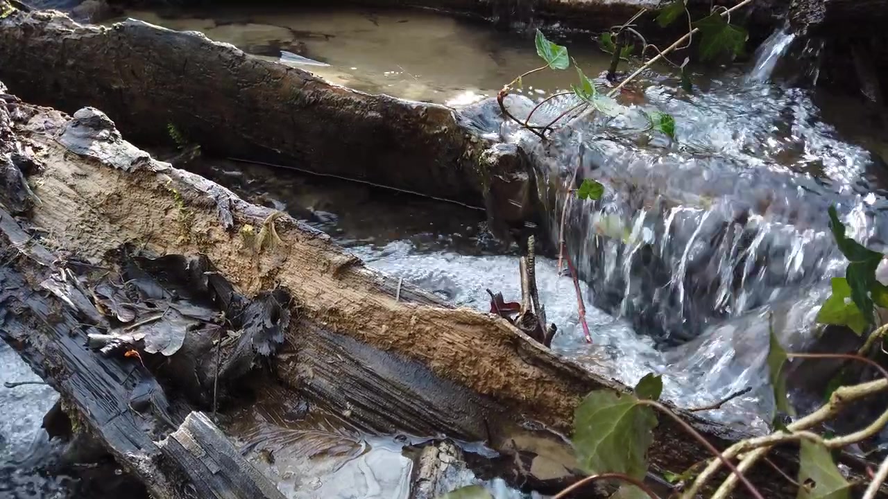 Forest stream. Shooting with the movement.