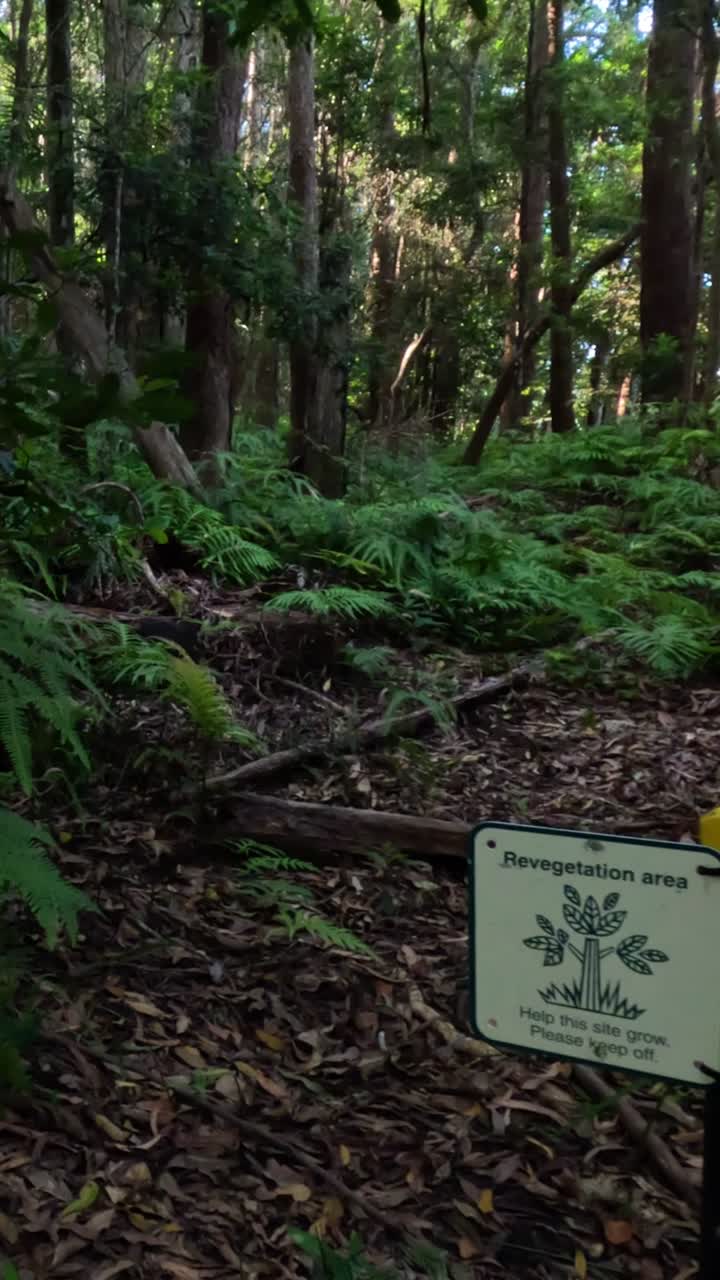 푸른 숲 을 가로질러 산책 하는 것