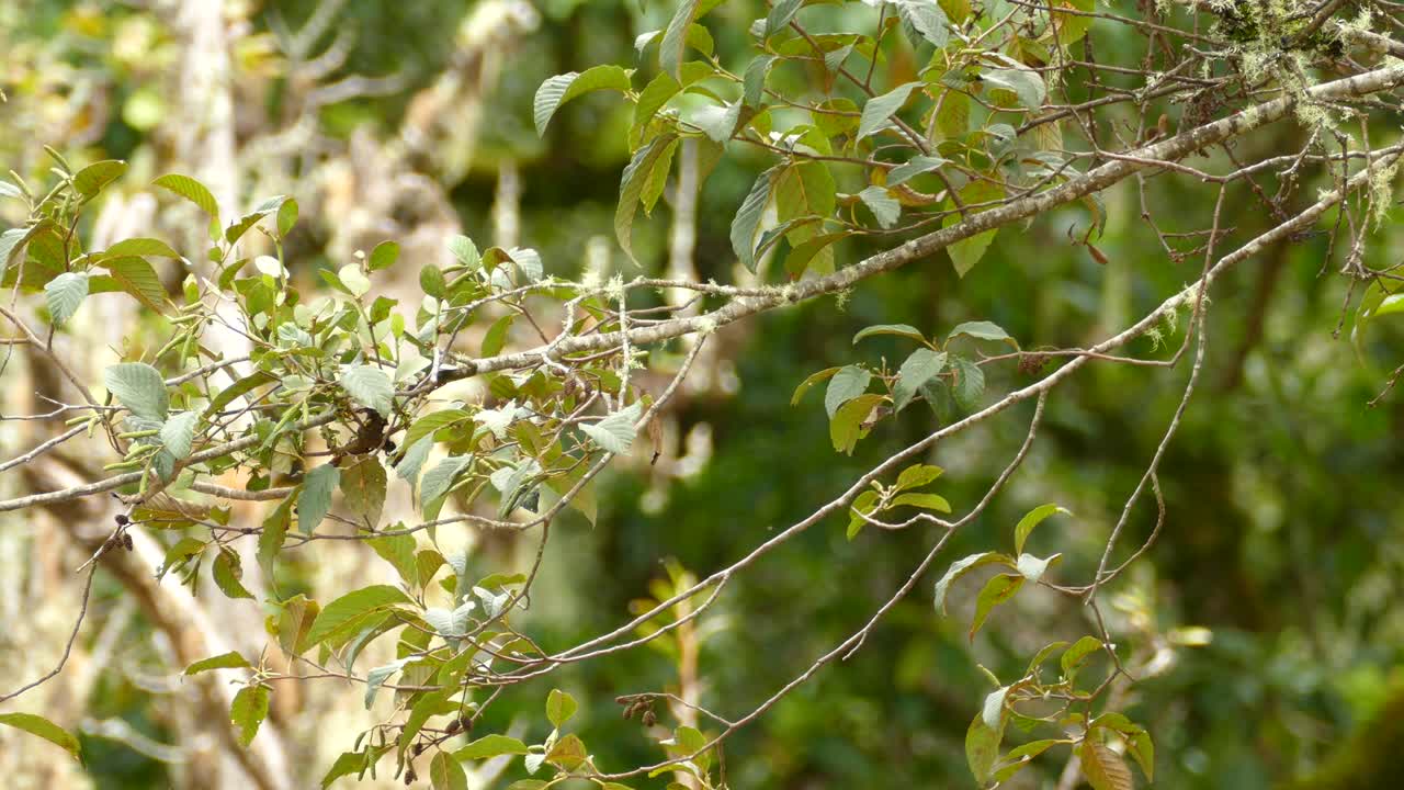 Vireo warbler bird perched with its back to the camera on a branch in Panama