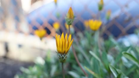 una flor de gazania abre gradualmente sus pétalos
