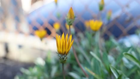 a gazania flower gradually opens its petals