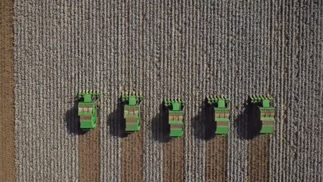 synchronized combine tractors harvest rows of cotton plants from a cotton field