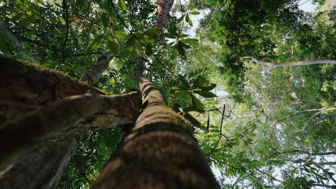 Low angle shows moss-covered tree trunks rising toward a bright green canopy in the tropical forest of Mopan, Guatemala.
