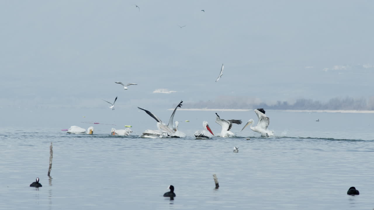 달마티아 펠리칸은 날개를 펴고 물고기를 사냥하기 위해 다이빙합니다.