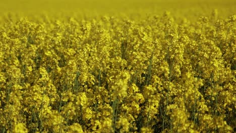 cerca de flores de canola en el viento en un campo en plena floración