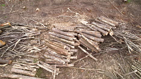Aerial bottom up view of pile of cut logs in a forest land