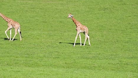 giraffes on green lawn in summer