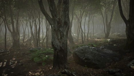 foggy forest path