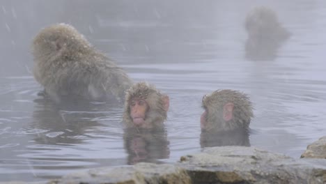 una familia de monos disfrutando de aguas termales bajo la nieve