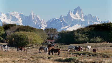 kühe und rinder grasen in der nähe eines landwirtschaftlichen anwesens im fitzroy-sektor in patagonien