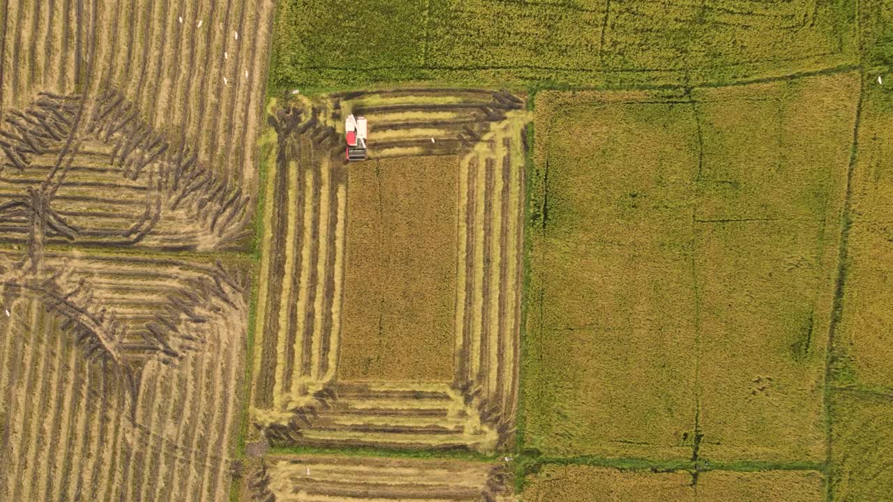 timelapse de tiro aéreo de drones de camiones cosechando cultivos en un campo