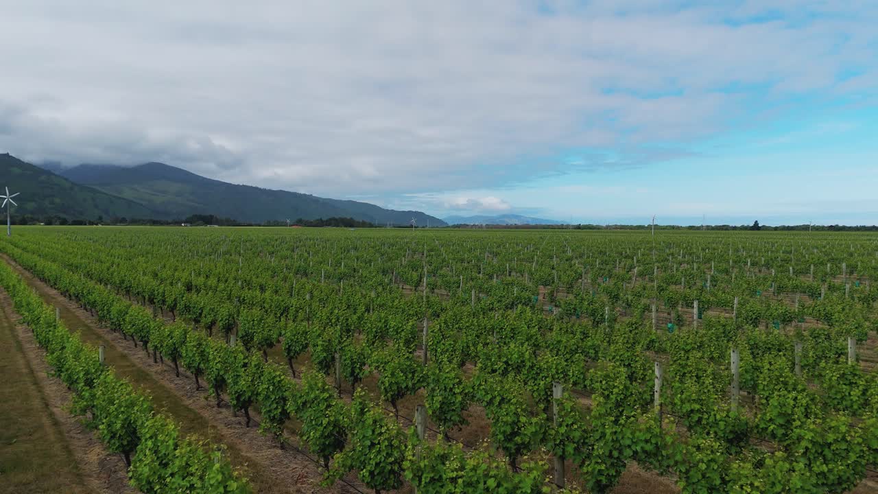 vuelo rápido del dron sobre los viñedos en marlborough, nueva zelanda