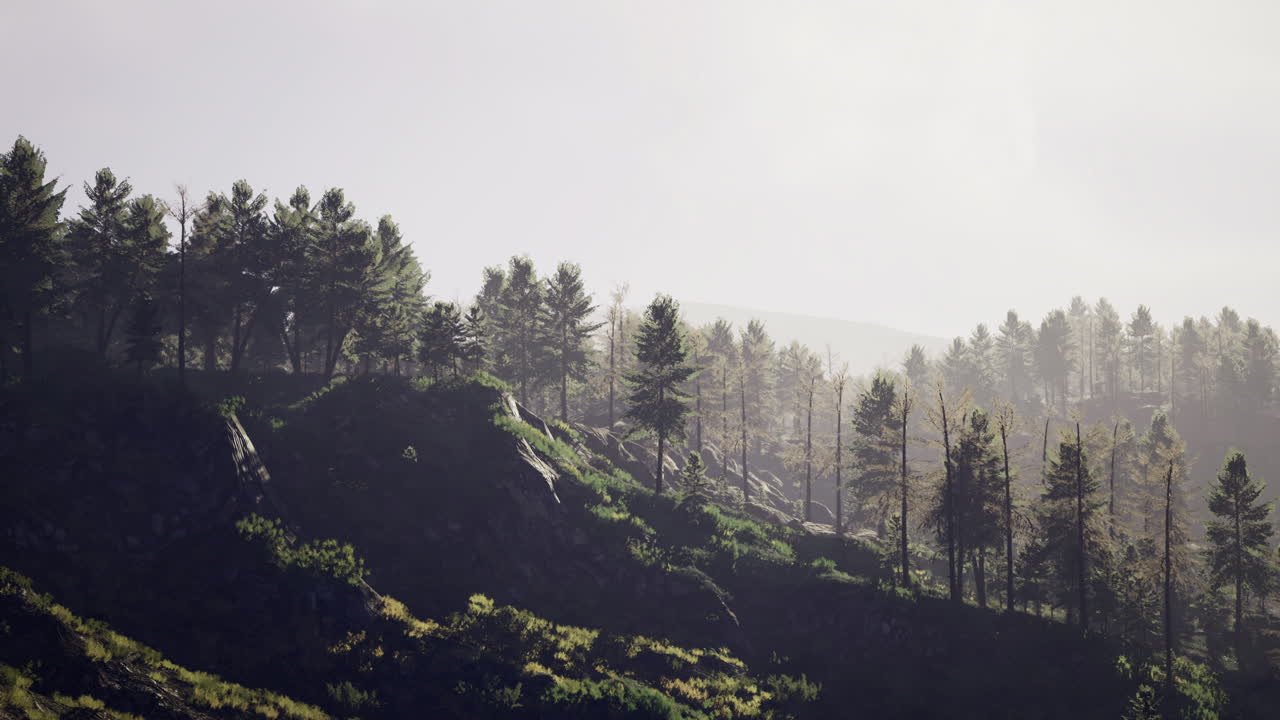 Misty morning light filters through towering trees on a serene hillside