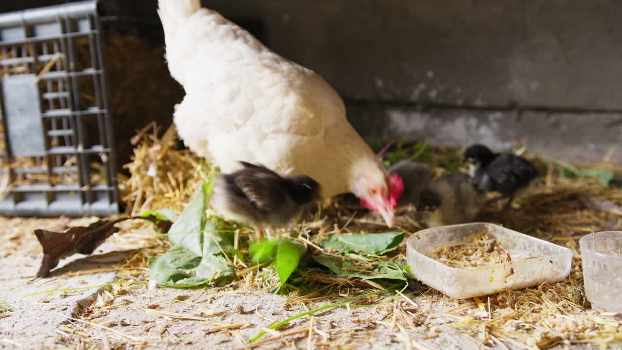 Weiße Henne frisst mit ihren drei Küken am Osterfeiertag