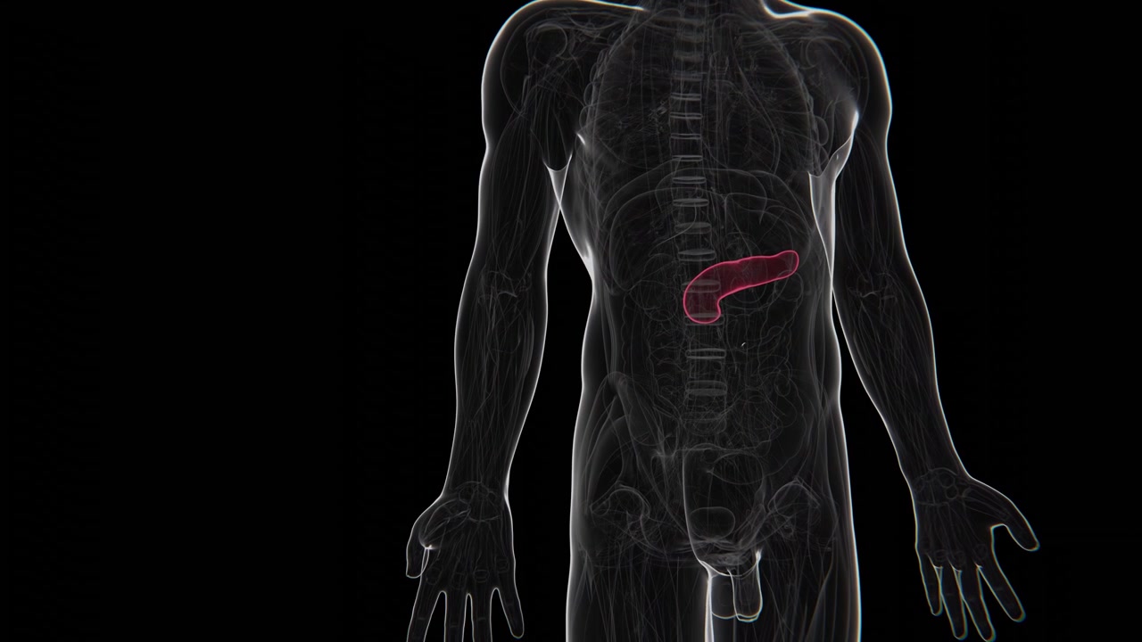 3D medical animation illustrating pancreatic xenotransplantation, transitioning from a pig pancreas to a human pancreas to represent animal-to-human organ transplantation in 4K UHD
