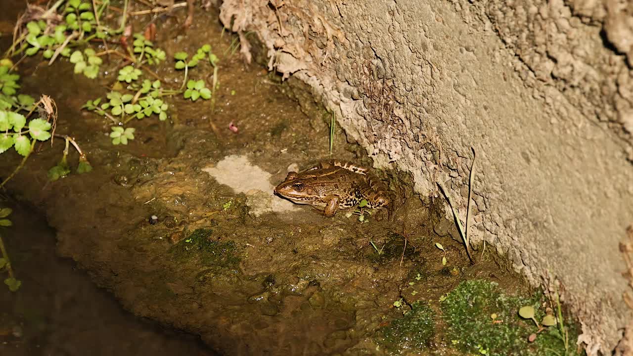 A frog sits on a mossy rock surface