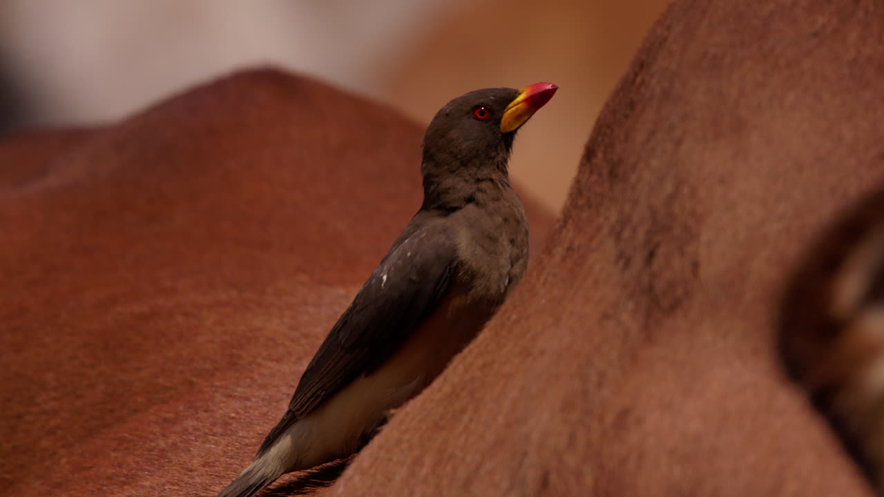 Close up shot of yellow- billed oxpecker standing on a cow's back