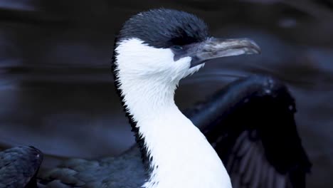 black-faced cormorant in water, melbourne zoo