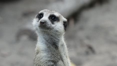 close-up of meerkat standing alert and observant in natural habitat